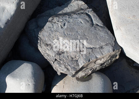 Fossilien in den Felsen am Strand von Kimmeridge Bay, Dorset. Stockfoto