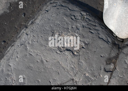 Ammonit Fossil auf der Meeresküste Kimmeridge Bay, Dorset. Stockfoto