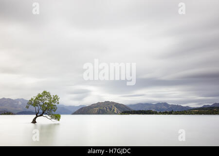 Einsame Weidenbaum in Lake Wanaka, Neuseeland Stockfoto