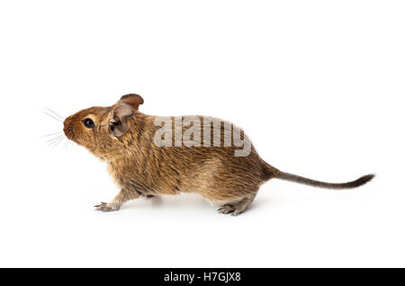 Junge lustige Haustier Degu Maus isoliert auf weißem Hintergrund Stockfoto