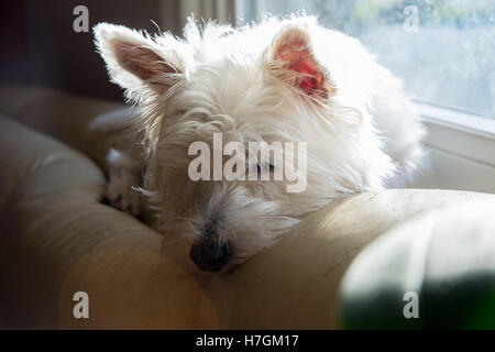 Hund schläft auf sofa Stockfoto