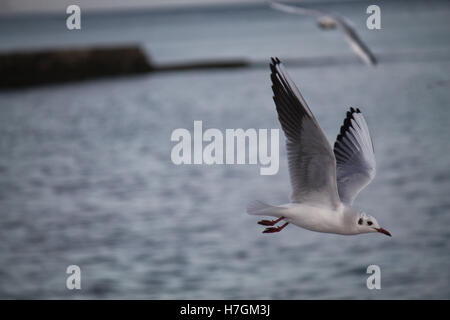 Gemeinsamen Möwen fliegen über dem Meer bei stürmischem Wetter Stockfoto