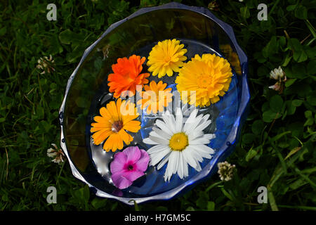 Kamille, Ringelblume und rosafarbenen phlox Blumen in Wasser Stockfoto