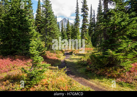 Farben des Herbstes auf einem Wanderweg in Wacholder-Wald in der North Cascades National Park, Washington State, USA. Stockfoto
