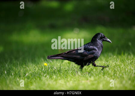 Close up Portrait of Black Raven auf Sommerwiese zu Fuß auf der Wiese Stockfoto