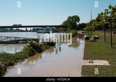 Ansicht der Rhein Hochwasser in Speyer im Juni 2013 an einem sonnigen Tag Stockfoto