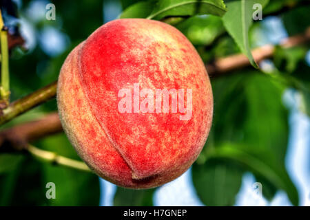 Süßer Pfirsich Früchte wachsen auf einem Pfirsich Ast Stockfoto