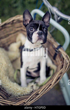 Porträt von einem jungen Boston Terrier Reiten im Korb auf dem Fahrrad mit Lamm Haut Stockfoto