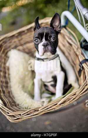 Porträt von einem jungen Boston Terrier Reiten im Korb auf dem Fahrrad mit Lamm Haut Stockfoto