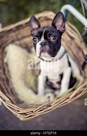 Porträt von einem jungen Boston Terrier Reiten im Korb auf dem Fahrrad mit Lamm Haut Stockfoto