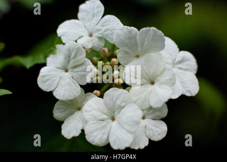 Viburnum Opulus Blumen oder Guelder Rose Wasser Elder, Europäische Cranberrybush, Cramp Bark, Snowball Baum in Nahaufnahme Stockfoto