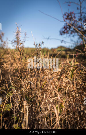 Herbst Sonnenaufgang am Fewston-Stausee in der Nähe von Harrogate North Yorkshire Stockfoto