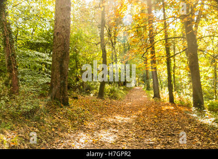 Herbstliche Farben und Bäume, Waldspaziergang, Cyfarthfa Park, Merthyr Tydfil, South Wales Stockfoto