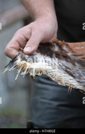 Haunetal, Deutschland. 24. Oktober 2016. Ein Falkner hält ein junger Rotmilan mit Ausbreitung Flügeln in seinen Händen zu zeigen, dass die Raptor Vogel eine Verätzung seine Federn durch Einflüsse von außen in ein Tierheim für Raptor Vögel in Haunetal, Deutschland, 24. Oktober 2016 erlitten hat. Die streng geschützten Vogelarten, darunter der vom Aussterben bedrohten roten Drachen oft erwischt und sterben in Windenergieanlagen. Tierschützer beklagen, dass seltene Arten durch den Ausbau von Windenergieanlagen zunehmend bedroht sind. Foto: Jörn PERSKE/Dpa/Alamy Live News Stockfoto