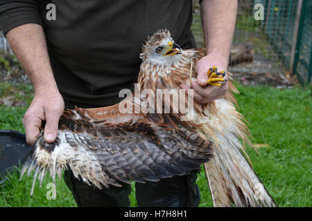 Haunetal, Deutschland. 24. Oktober 2016. Ein Falkner hält ein junger Rotmilan mit Ausbreitung Flügeln in seinen Händen zu zeigen, dass die Raptor Vogel eine Verätzung seine Federn durch Einflüsse von außen in ein Tierheim für Raptor Vögel in Haunetal, Deutschland, 24. Oktober 2016 erlitten hat. Die streng geschützten Vogelarten, darunter der vom Aussterben bedrohten roten Drachen oft erwischt und sterben in Windenergieanlagen. Tierschützer beklagen, dass seltene Arten durch den Ausbau von Windenergieanlagen zunehmend bedroht sind. Foto: Jörn PERSKE/Dpa/Alamy Live News Stockfoto