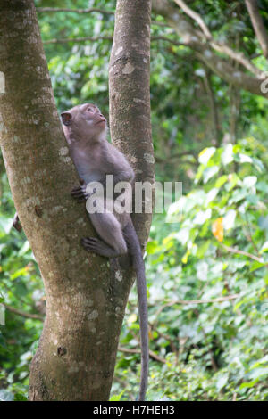 Affenwald Ubud Bali Indonesien Stockfoto