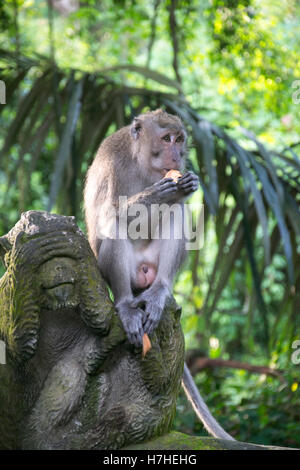 Affenwald Ubud Bali Indonesien Stockfoto