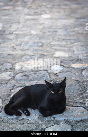 Schwarze Katze liegend auf Kopfsteinpflaster Stockfoto