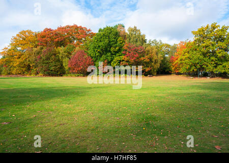 Ein Park in Virginia Water im Herbst Farben, Surrey, Großbritannien Stockfoto