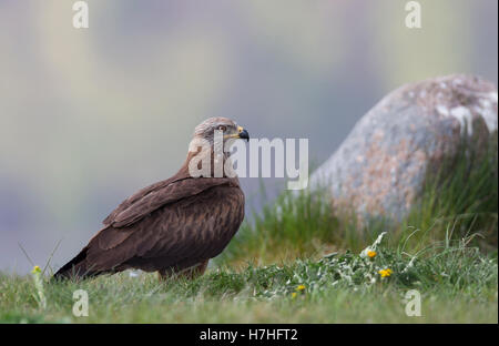 Schwarzmilan Milvus Migrans, Schwarzmilan Stockfoto