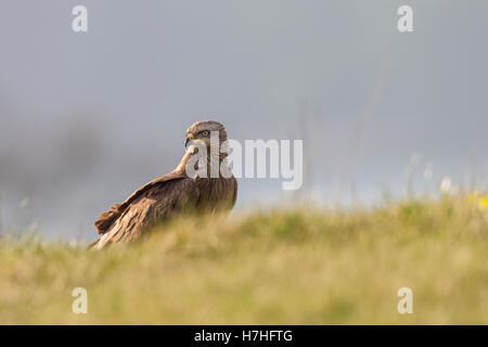 Schwarzmilan Milvus Migrans, Schwarzmilan Stockfoto