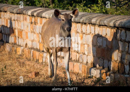 Ein Reh in Rajastan Stockfoto