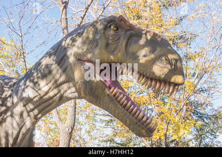 Allosaurus, Wiederaufbau Modell des größten Nordamerikanischen Predator vor T. rex Stockfoto