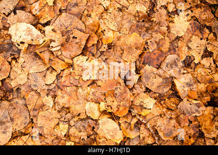 Abstrakte Herbstlaub auf Waldboden Stockfoto