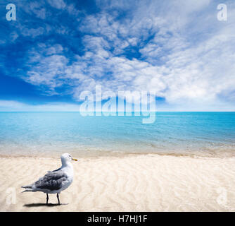 Nahaufnahme der Möwe am Vordergrund sandigen Strand an einem Sommertag mit geringen Schärfentiefe auf Meer und Himmel Hintergrund. Stockfoto