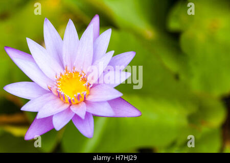 Selektiven Fokus einer wunderschönen Lotusblüte auf einem Teich mit Textfreiraum. Stockfoto