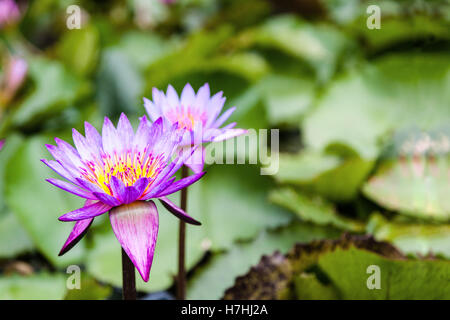 Lotus Blumen Nelumbo Nucifera auf einem Teich mit selektiven Fokus und Kopie. Stockfoto
