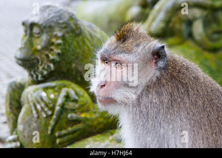 Ubud Sacred Monkey Forest Sanctuary, Ubud, Bali, Indonesien. Krabbenfressende Makaken (Macaca fascicularis) mit einer Makaken-Statue auf dem Hintergrund. Stockfoto