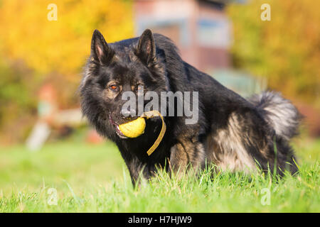 Porträt eines deutschen Schäferhundes mit einem Ball in die Schnauze Stockfoto
