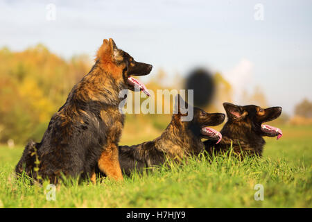 Deutsche Schäferhunde auf einer Wiese liegend Stockfoto