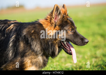 Kopf Bildniss eines deutschen Schäferhundes Stockfoto