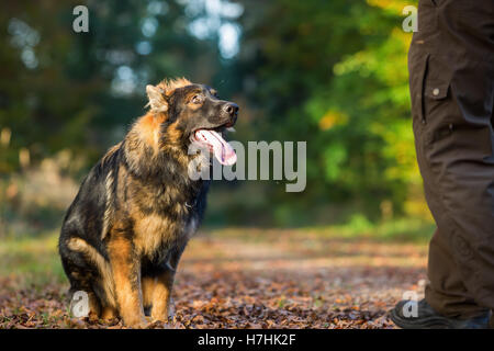 devote Junge alt Deutscher Schäferhund sitzend im Wald vor einem Mann Stockfoto