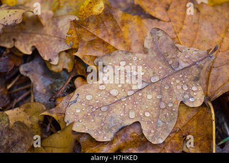 nasses Herbstlaub im Wald Stockfoto