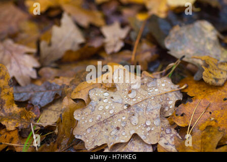 nasses Herbstlaub im Wald Stockfoto