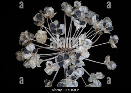 Getrockneter Schnittlauch Samenkapseln Stockfoto