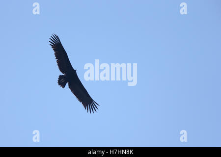 Mönchsgeier fliegen overhead, Andalusien, Spanien. Stockfoto