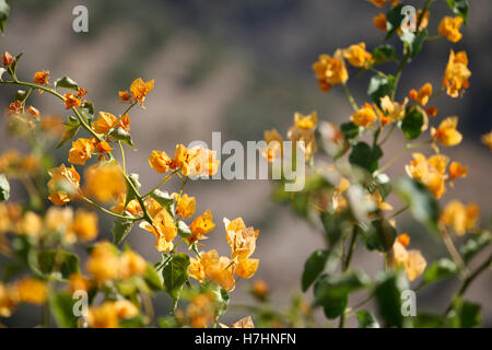 Orangefarbene Bougainvillea Stockfoto