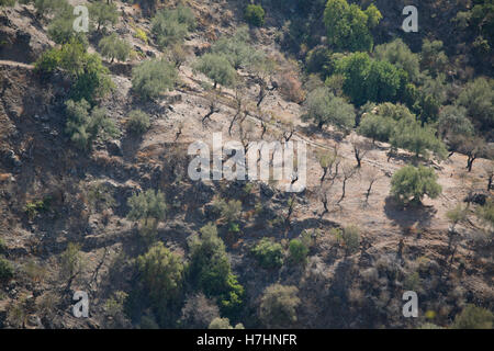 Blick auf die landwirtschaftliche Landschaft von Andalusien, Südspanien. Oliven- und Mandelbäume wachsen auf den steil terrassierten hängen Bäume Stockfoto