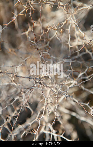 Spargel Albus - Nahaufnahme getrocknet Skelett Struktur Stockfoto