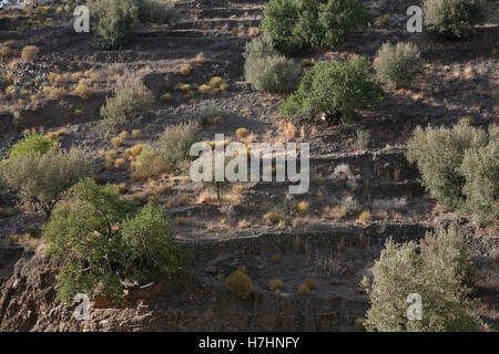 Blick auf die landwirtschaftliche Landschaft von Andalusien, Südspanien. Oliven- und Mandelbäume wachsen auf den steil terrassierten hängen Bäume Stockfoto