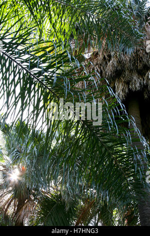 Palmblattstrukturen mit Sonne Stockfoto