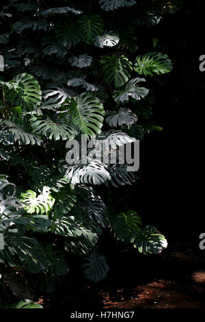 Monstera Deliciosa / Schweizer Käse Werk / Ceriman, einen Wasserfall im tiefen Schatten aufwachsen Stockfoto