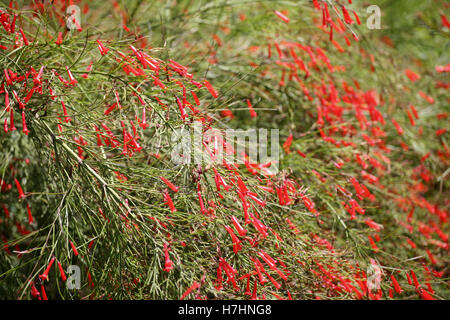 Russelia equisetiformis/Fire cracker Anlage/Brunnen Pflanze/Coral Anlage/fountainbush/coralblow, in der Blume Stockfoto