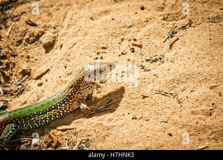 Nahaufnahme von sonnenbeschienenen grüne und braune Ameiva Eidechse auf dem Sand beschnitten Stockfoto