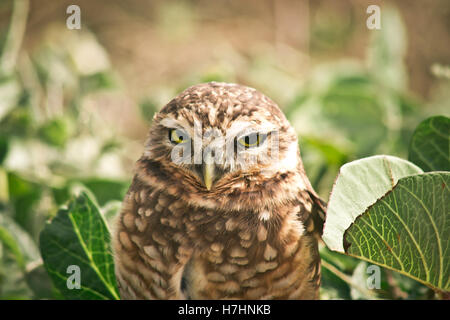 Porträt einer Kanincheneule inmitten der grünen Vegetation hautnah Stockfoto