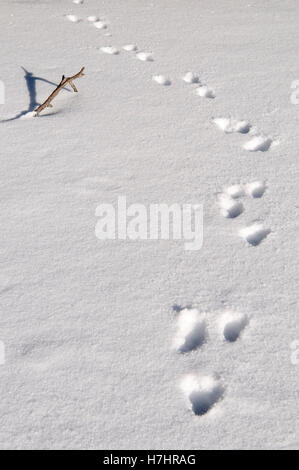 Tierspuren im Schnee auf dem gröberen Arbersee See, Naturpark Bayerischer Wald, Bayern Stockfoto